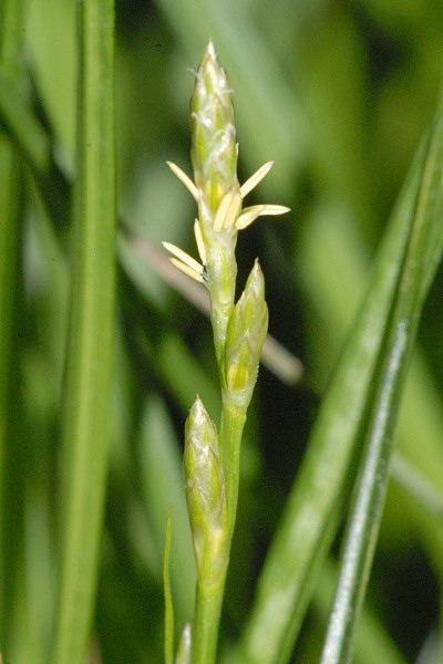 File:Carex.echinata.-.lindsey.jpg