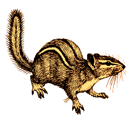 File:Chipmunk (white background).png