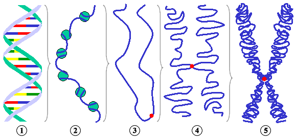 File:Chromatin chromosom.png