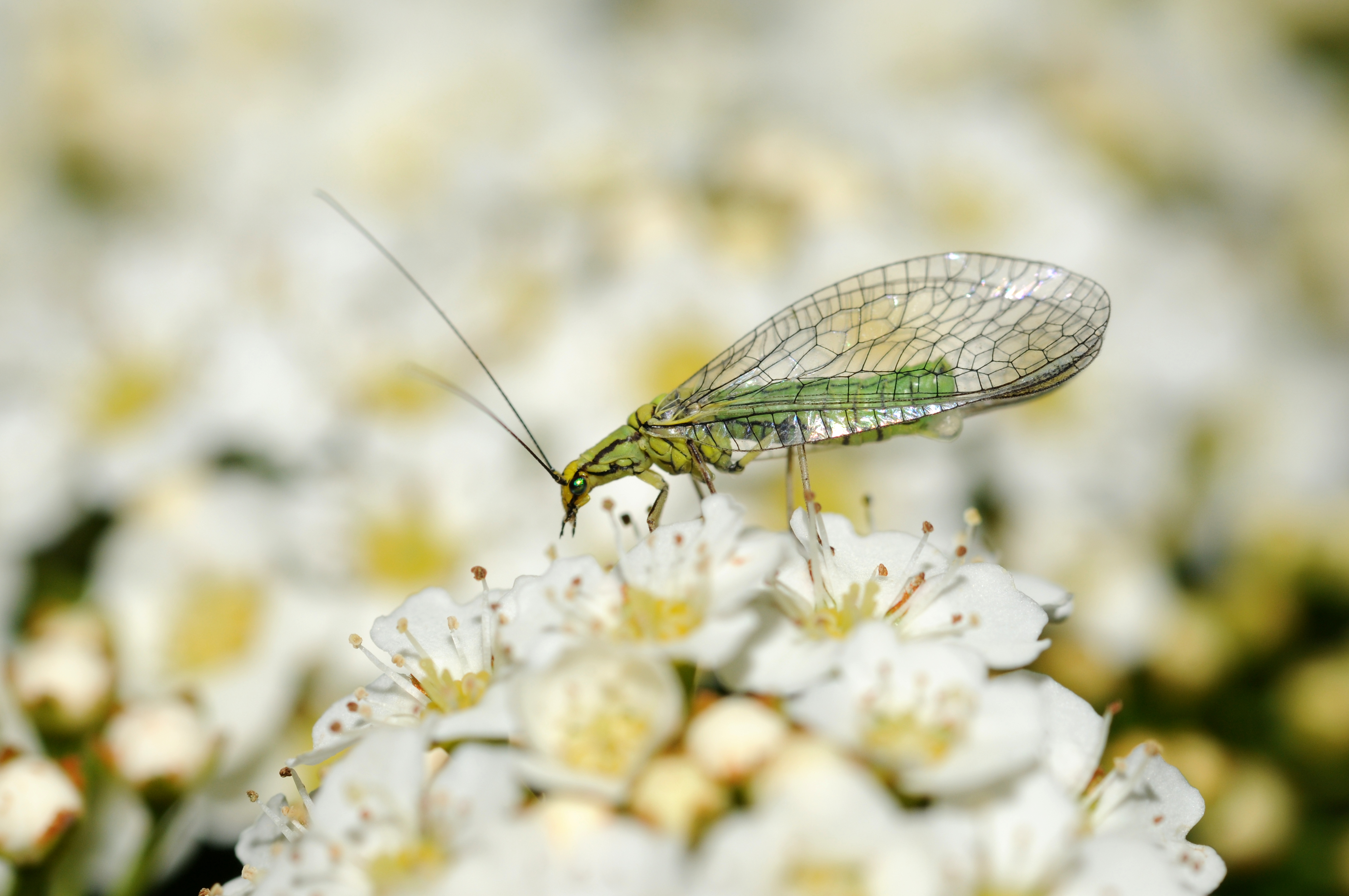 Chrysopidae sp (1).jpg