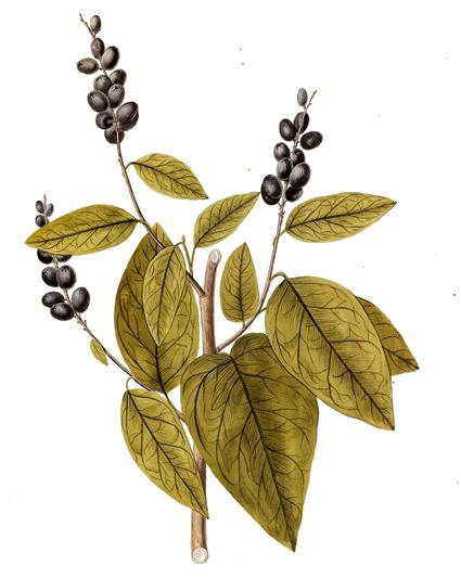 File:Coccoloba diversifolia - Jacquin.jpg