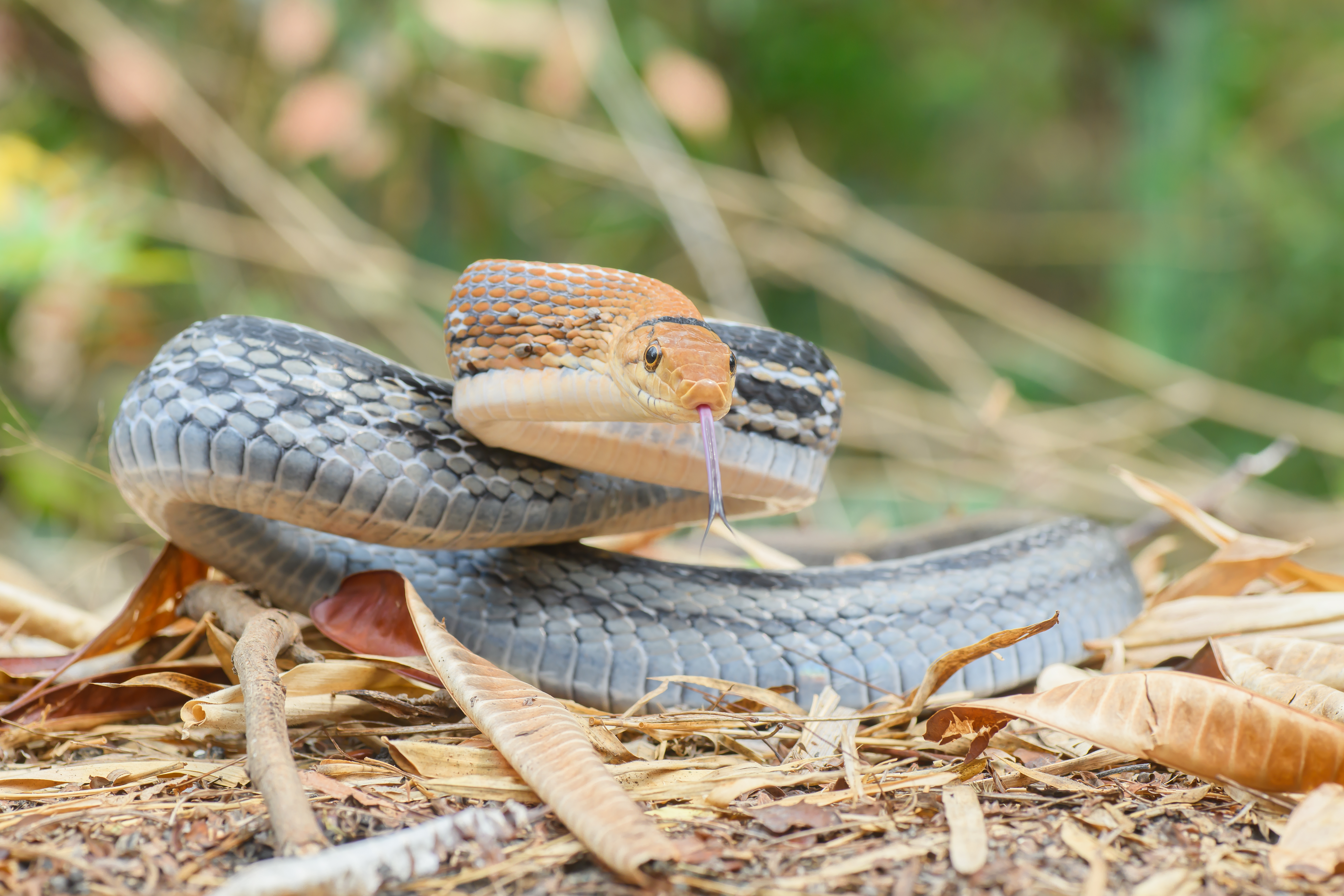 Coelognathus radiatus.jpg