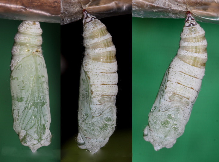 File:Common banded awl pupa (3659903488).jpg