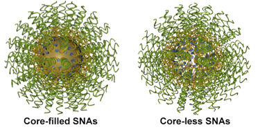 Core-filled and Core-less Spherical Nucleic Acids 01
