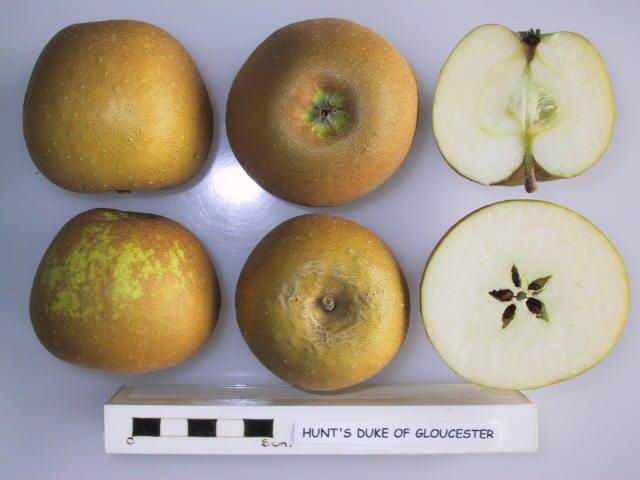 File:Cross section of Hunt's Duke of Gloucester, National Fruit Collection (acc. 1948-508).jpg