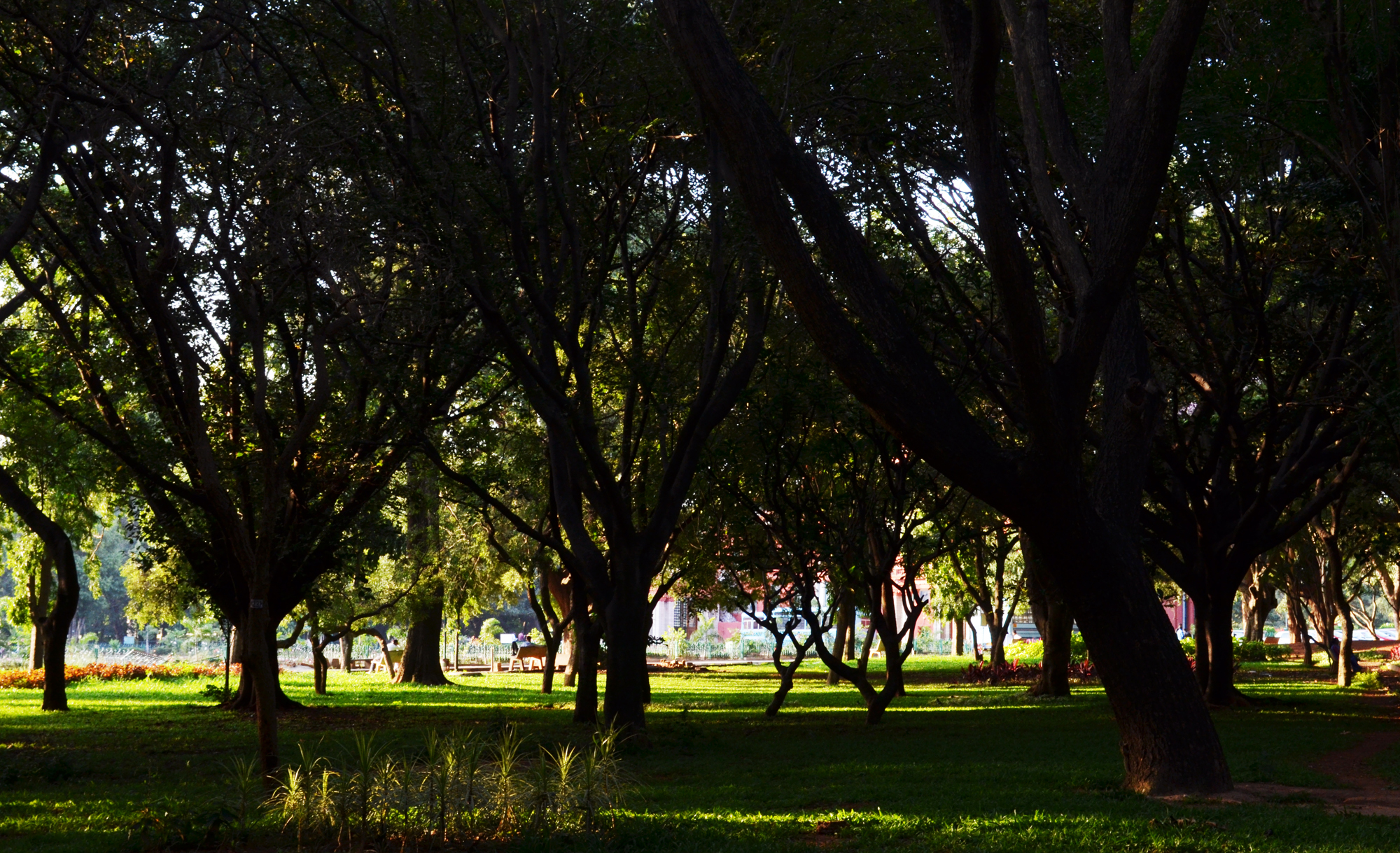 File:Cubbon Park W.jpg - Wikimedia Commons