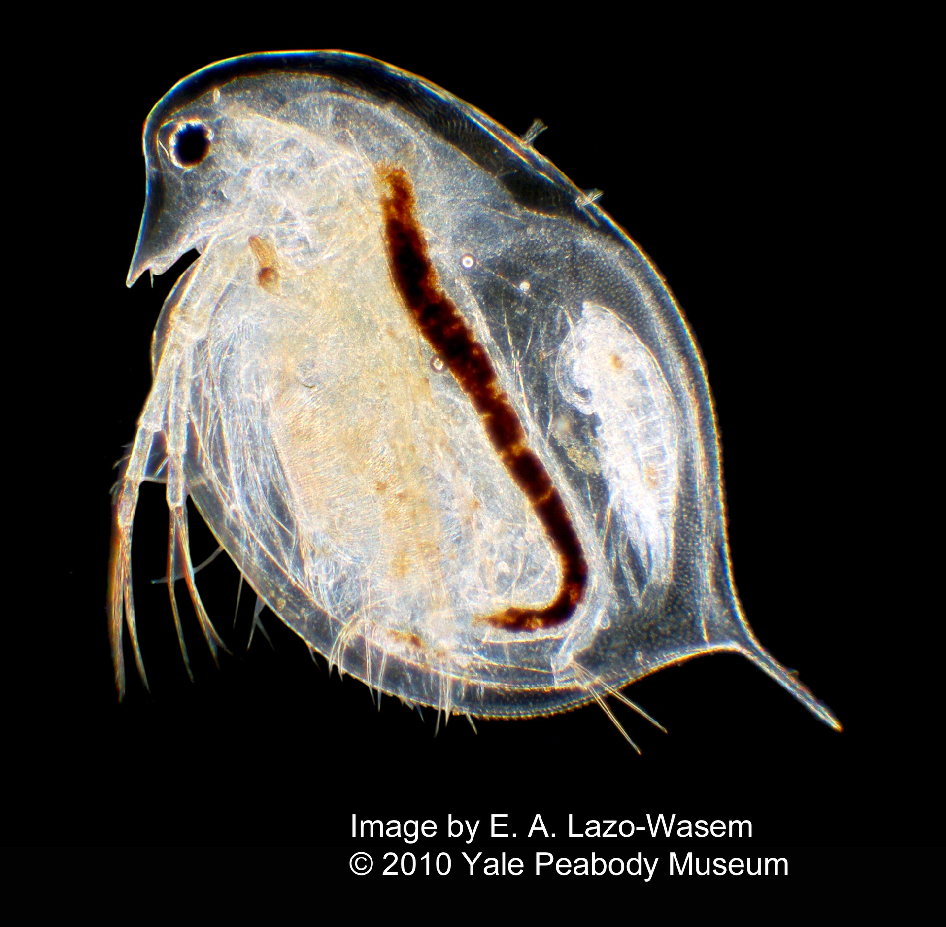 Дафния цепь питания. Дафния Пулекс Daphnia pulex. Рыбка дафния. Дафния cucullata. Дафния систематика.