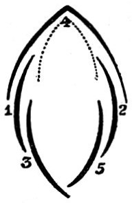 File:EB1911 Flower - diagram - vexillary aestivation.jpg