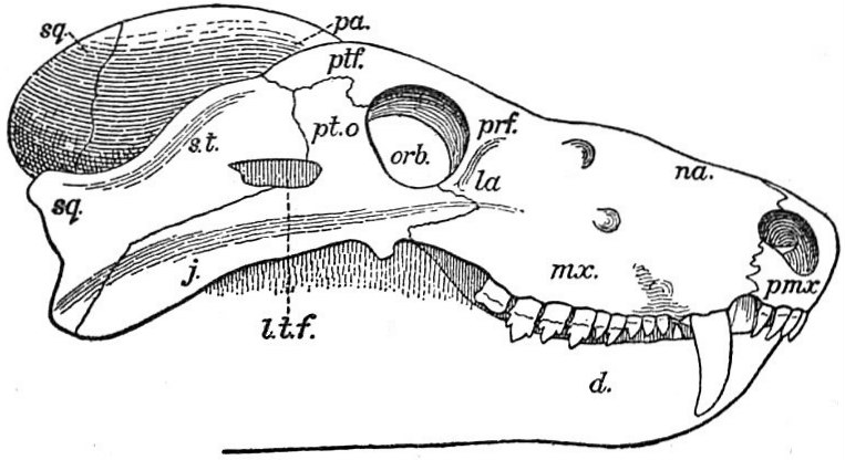 File:EB1911 Reptiles - Skull of an Anomodont Reptile.jpg