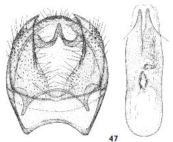 <i>Ectoedemia phaeolepis</i> Species of moth