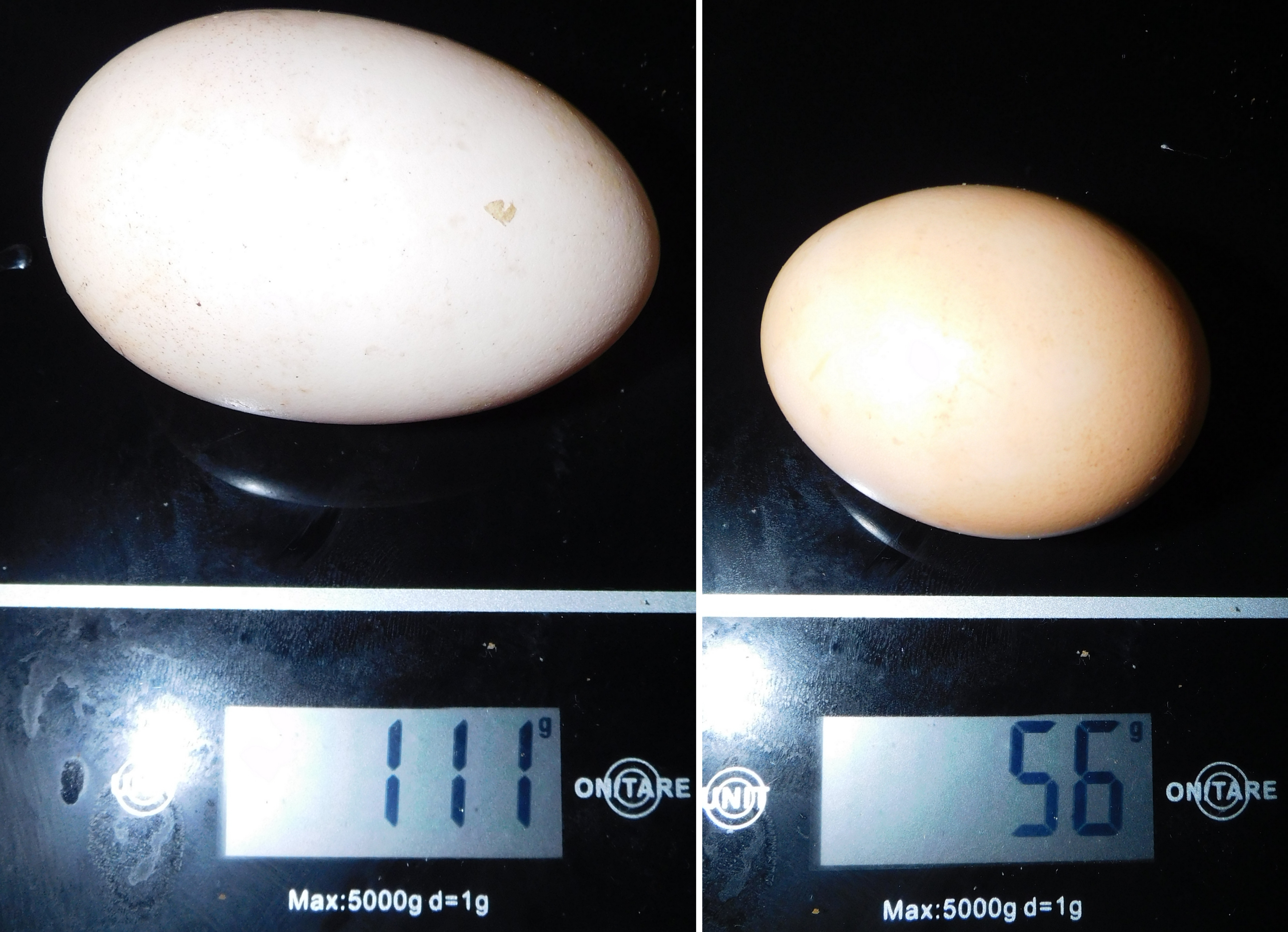 File:Egg scale.jpg - Wikimedia Commons