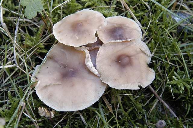 File:Entoloma.fernandae.-.lindsey.jpg