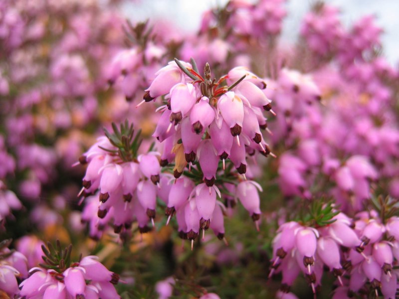 File:Erica carnea.jpeg