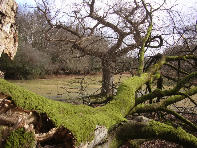 File Fallen Tree In Queen North Wood New Forest Geograph Org Uk Jpg Wikimedia Commons