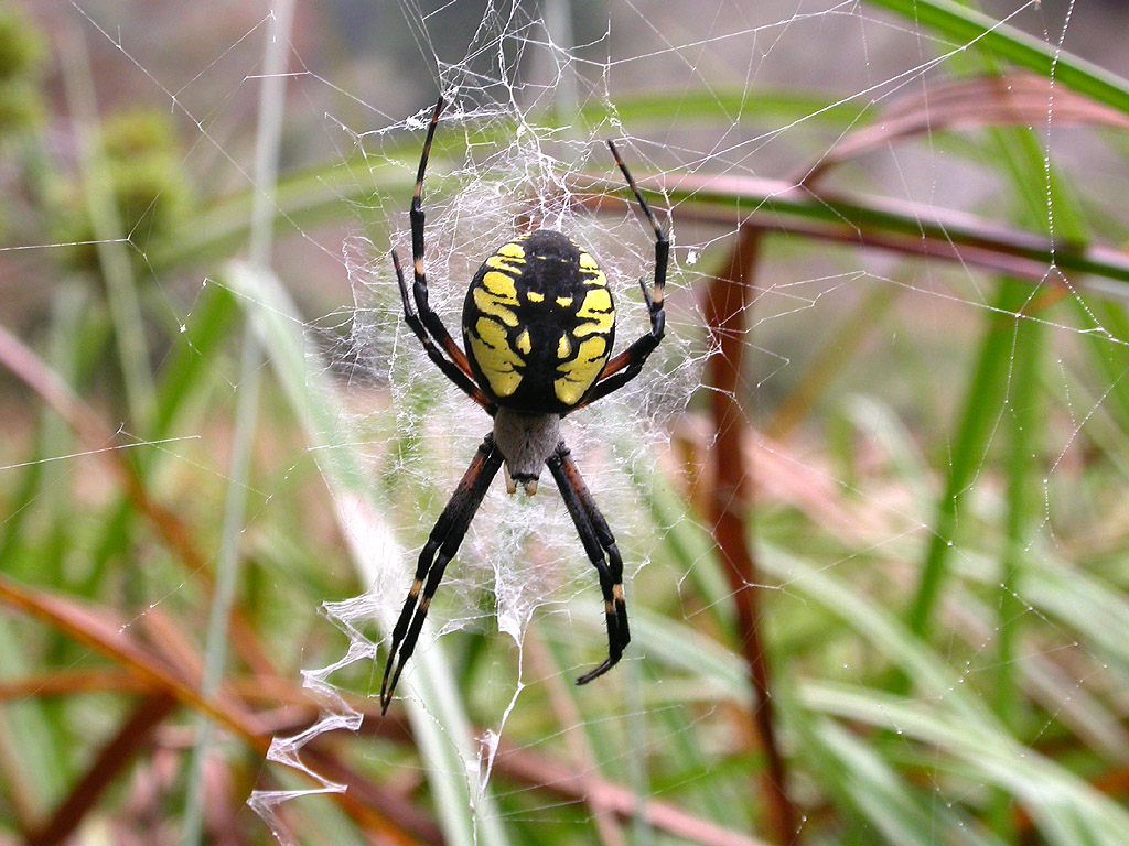 File Female Argiope Aurantia Jpg Wikimedia Commons