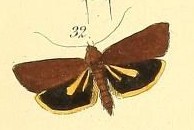 First description illustration of H. illita Fig 32. Reise Fregatte Novara (Volume 2 Section 2)-plate140 (CXL) (cropped).jpg