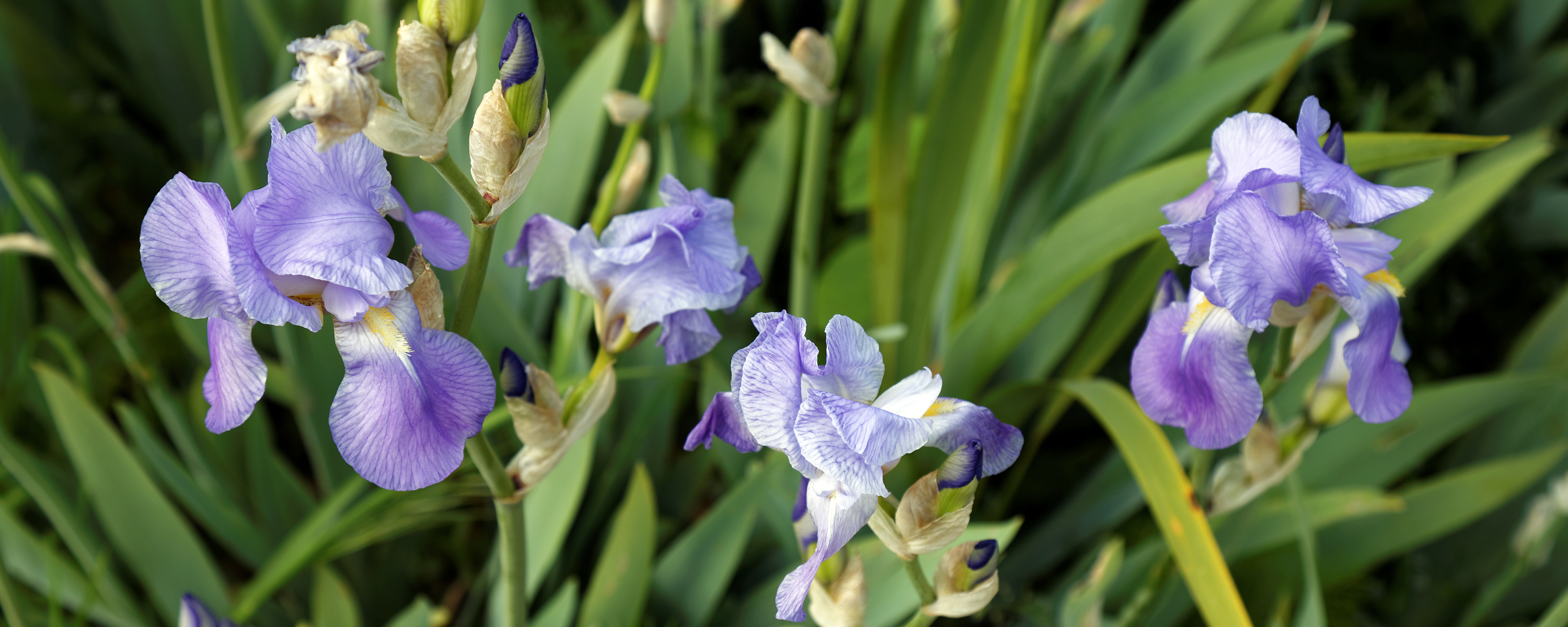 Flag Iris in Victorian garden Quex House Birchington Kent England.jpg. w:en...