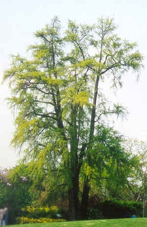 Ginkgo biloba (2943652485).jpg