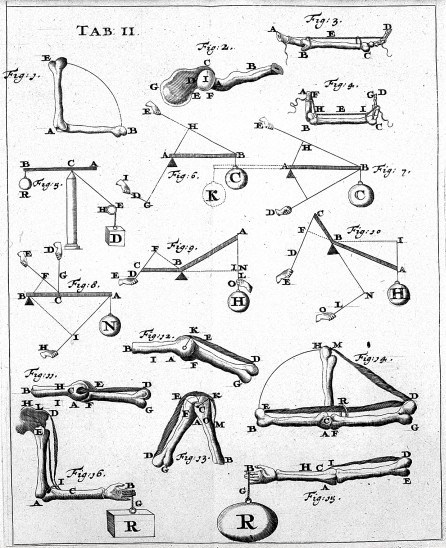 File:Giovanni Borelli - lim joints (De Motu Animalium).jpg