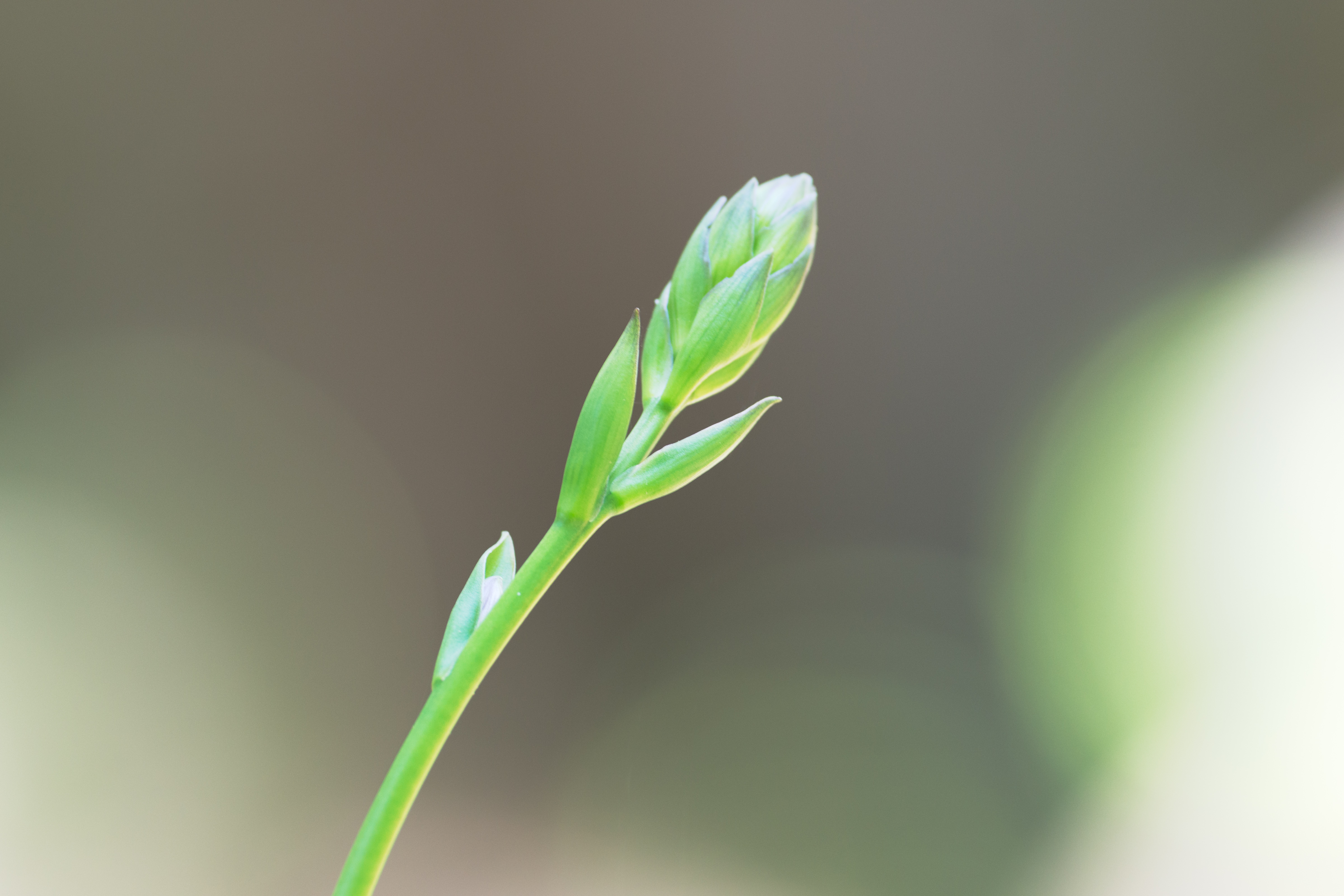 Green Spear (20009034563).jpg