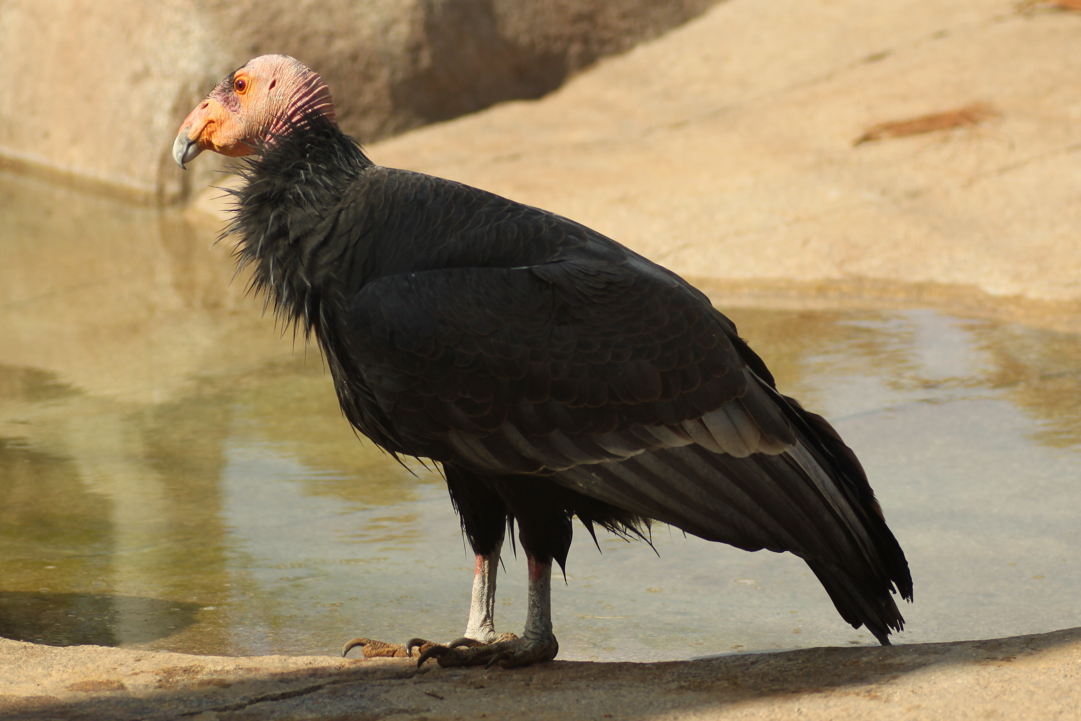 California condor - Wikipedia