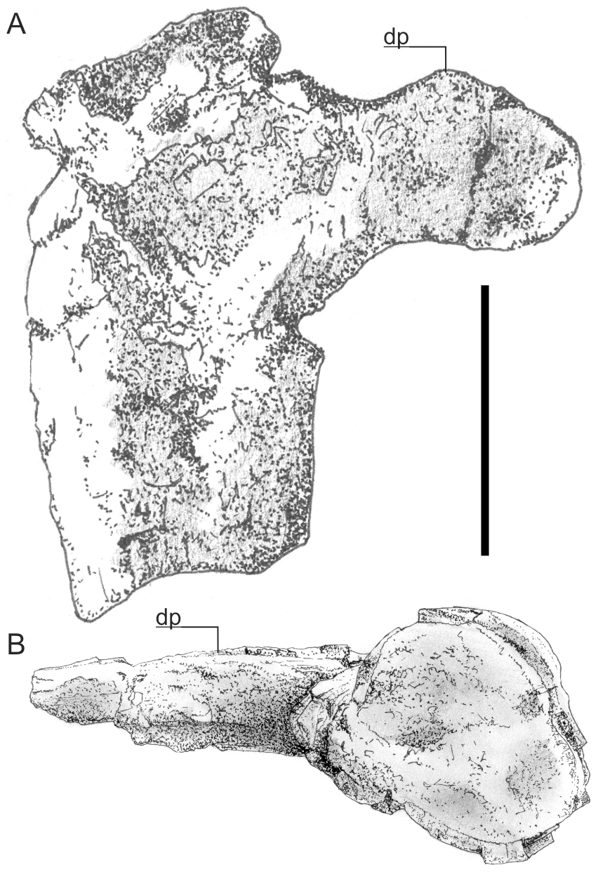 Pterosaur size - Wikipedia