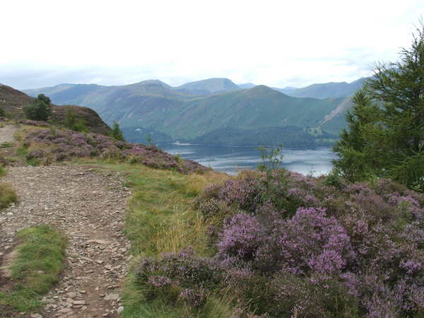Heather on the footpath to Walla Crag - geograph.org.uk - 214368