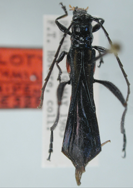 Isthmiade vitripennis