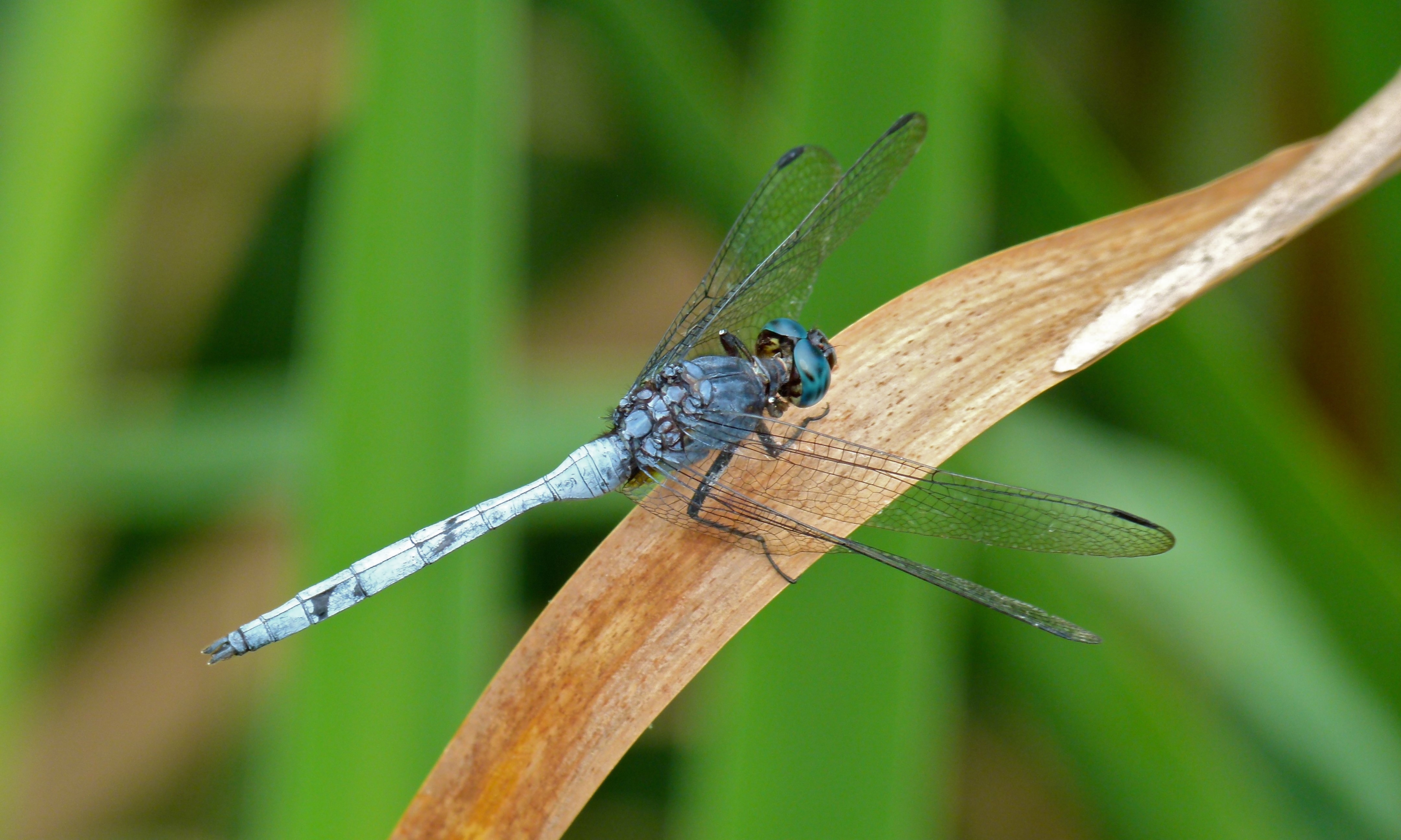 Julia Skimmer (Orthetrum julia) (6021382285).jpg