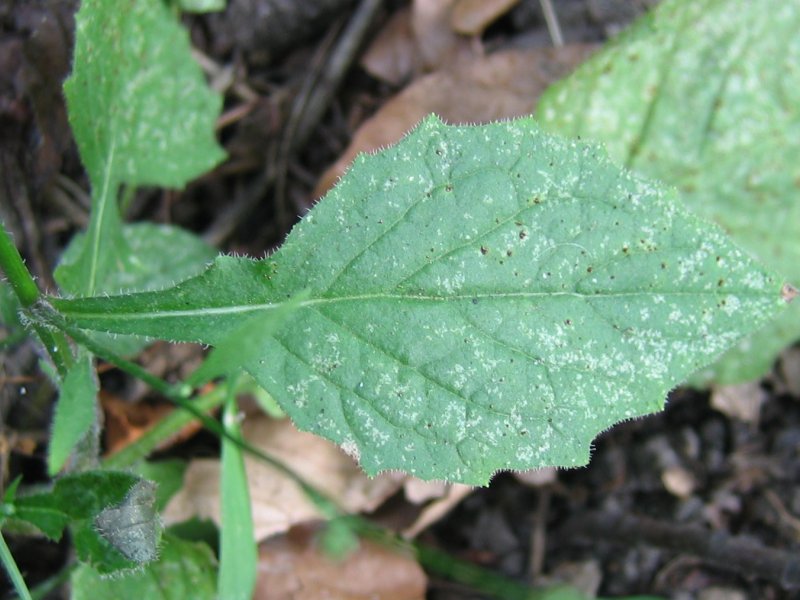 File:Lapsana communis blatt.jpeg