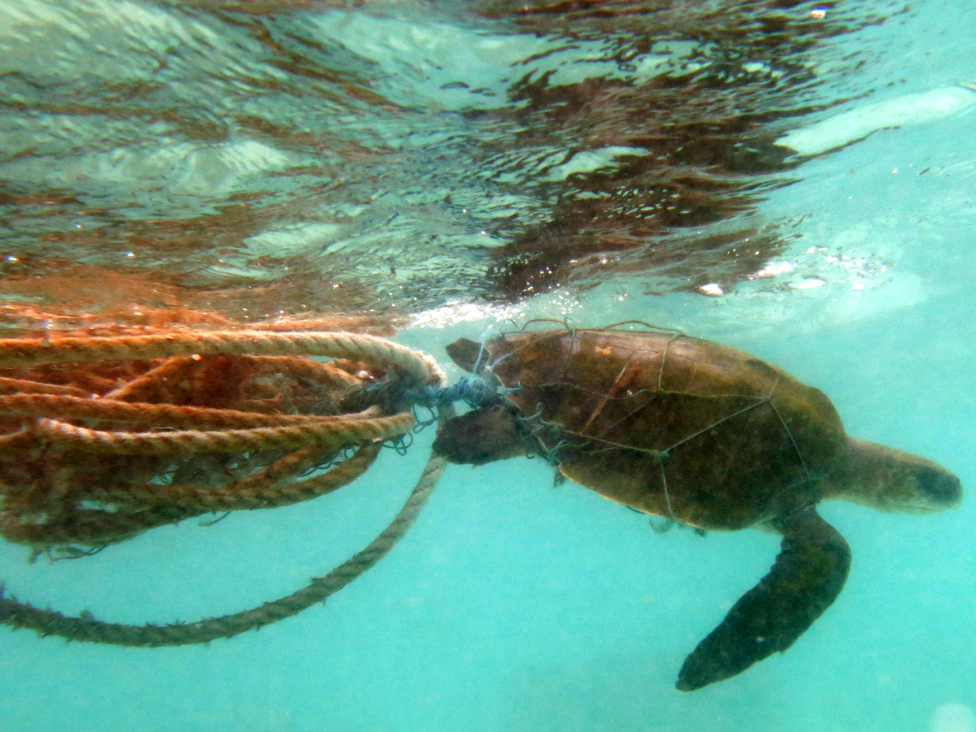 How turtles changed our perception of plastic pollution