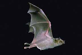The average adult weight of a Greater long-nosed bat is 24 grams (0.05 lbs)