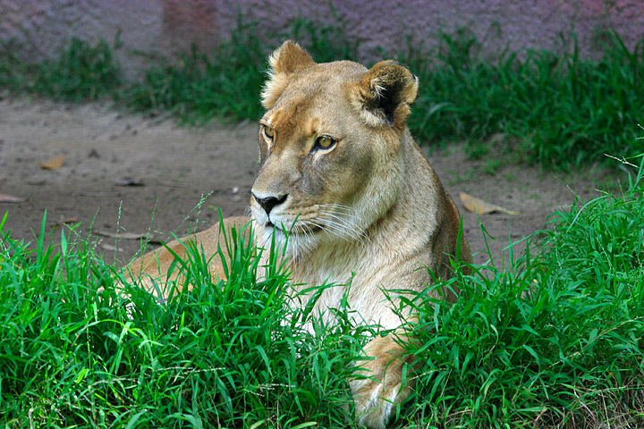 File:Lightmatter lioness.jpg