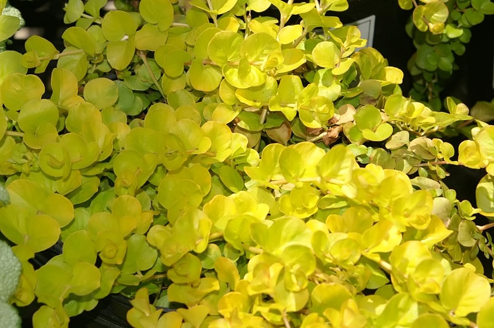 Lysimachia Golden foliage