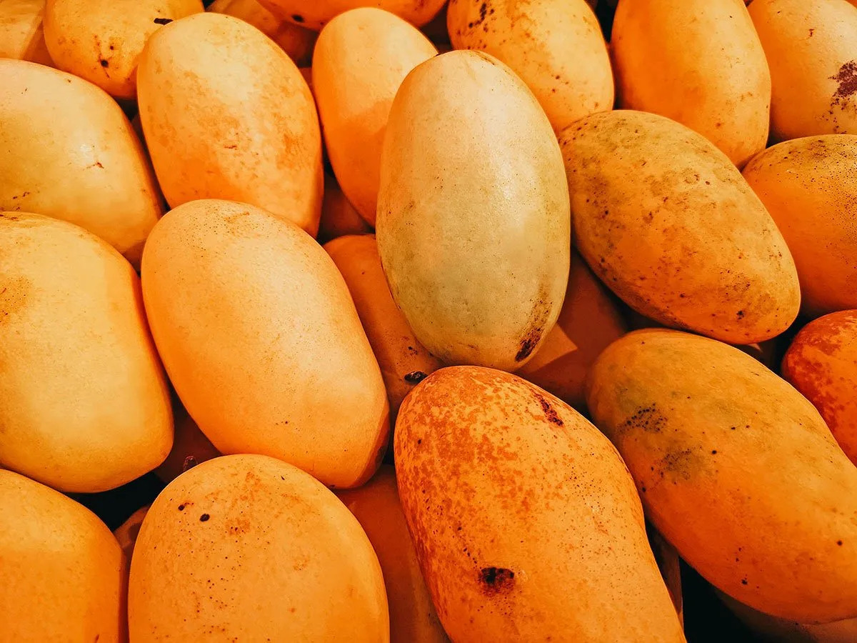 philippine mango fruit