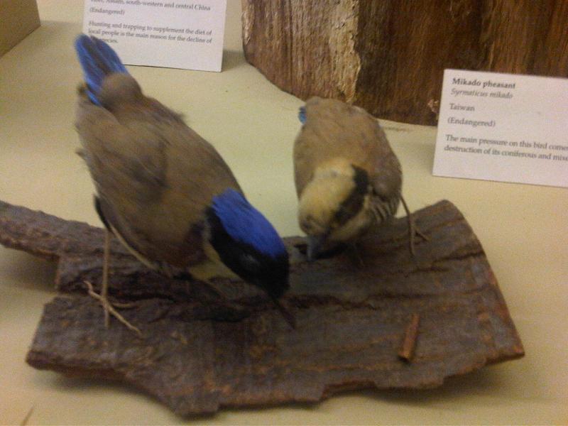 File:Ma - Pitta gurneyi male and female.jpg