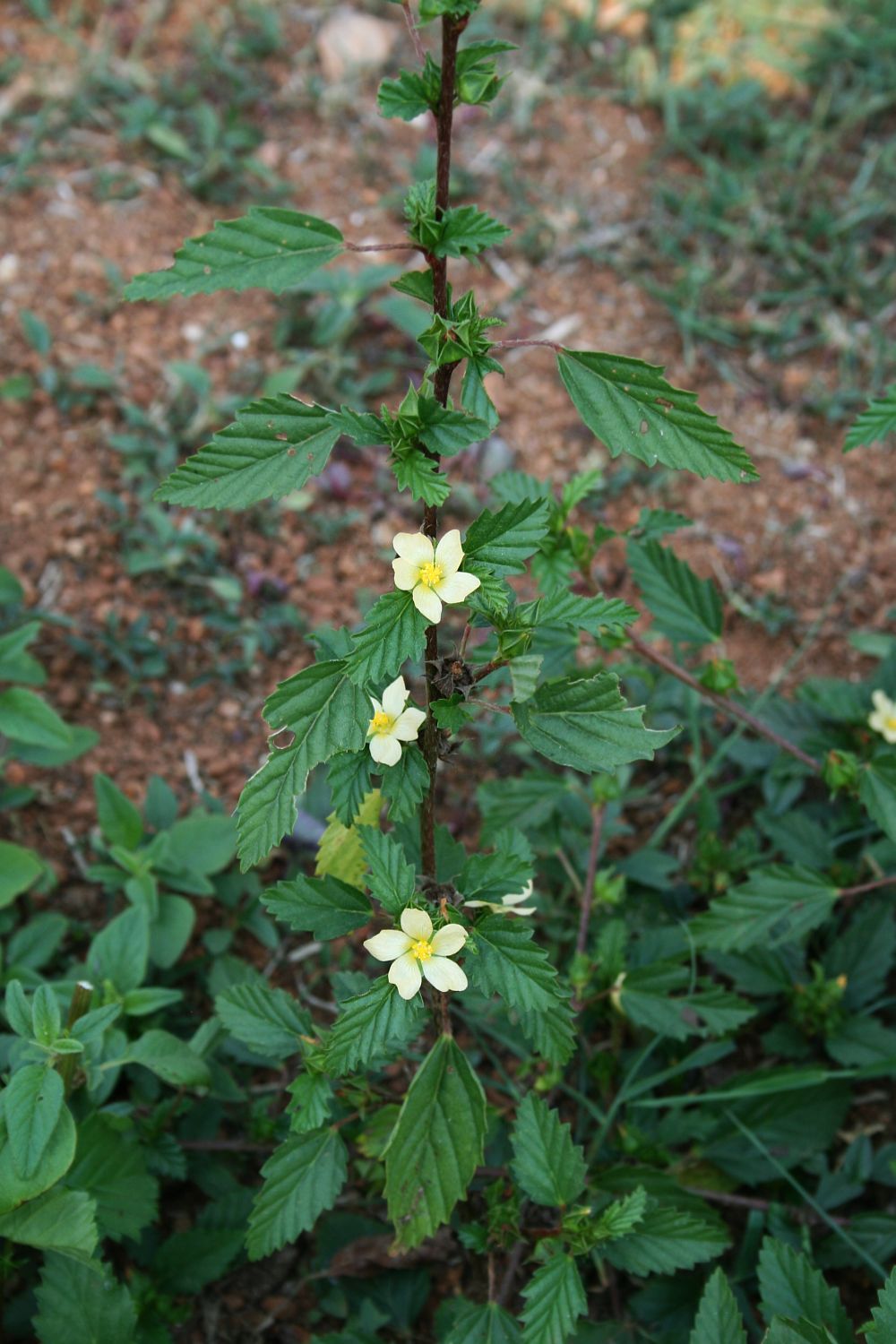 Malvastrum coromandelianum - Wikispecies