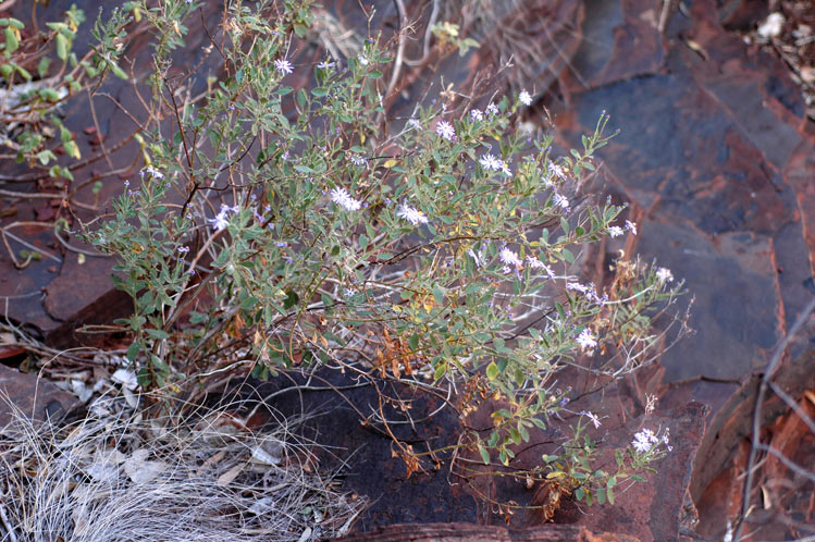 File:Olearia xerophila habit.jpg