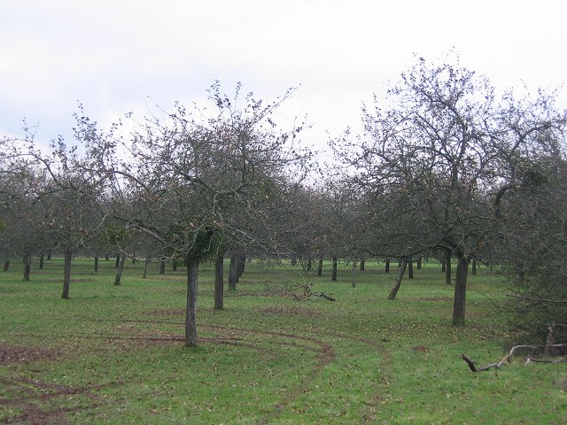 File:Orchard, Westbrook - geograph.org.uk - 88809.jpg