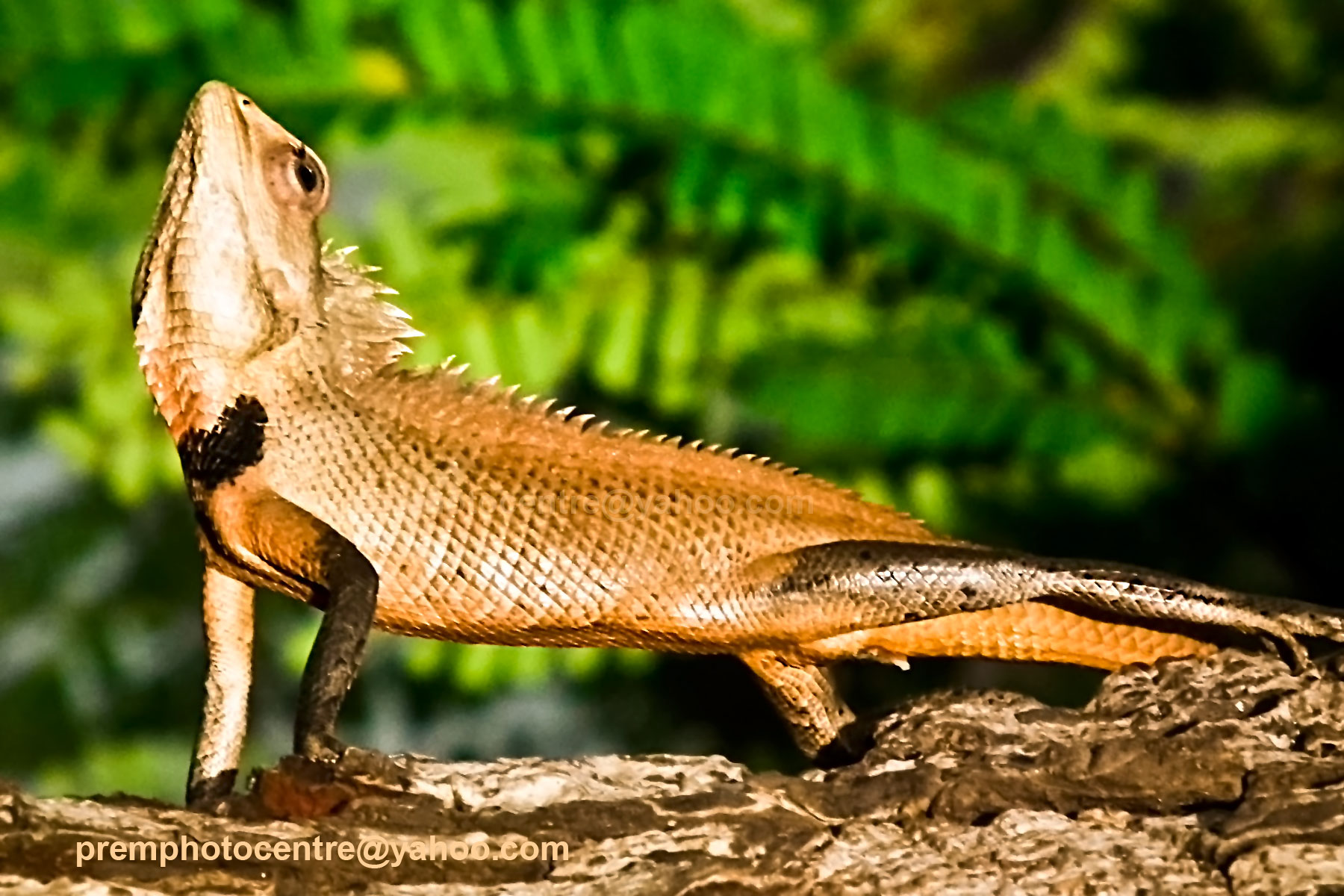 File:Ornamental-lizard lifted its head for a catch, Visakhapatnam