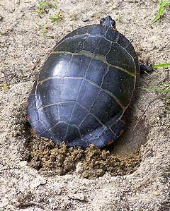 painted turtles laying eggs