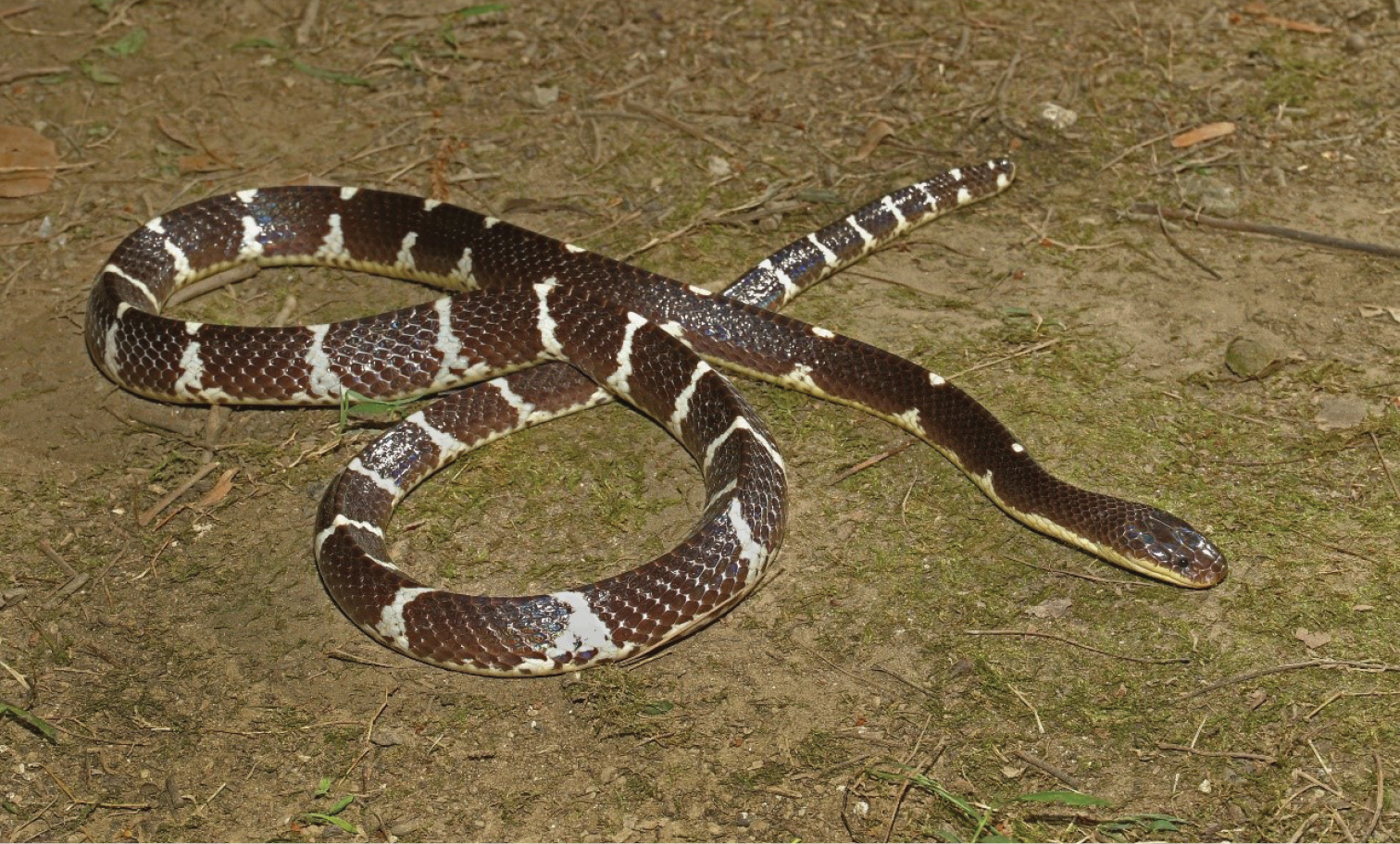 Как изучить змею. 121б Крайт. Южнокитайский многополосый Крайт (Bungarus multicinctus). Крупнопятнистый Крайт. Змея породы голубой бунгарус.