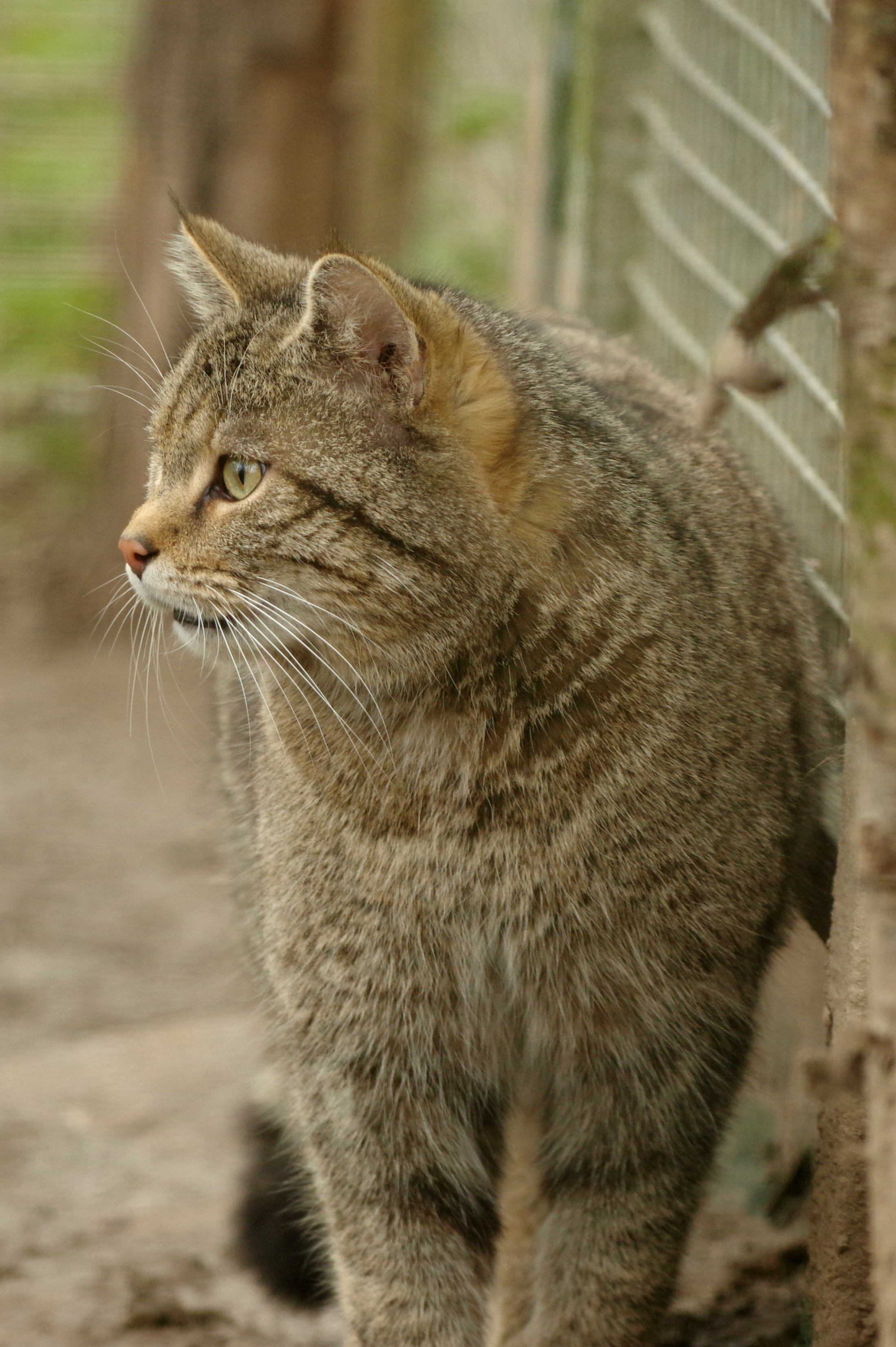 Chat forestier