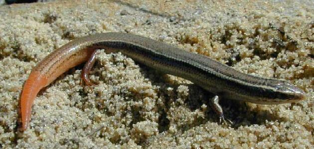 Northern Mole Skink