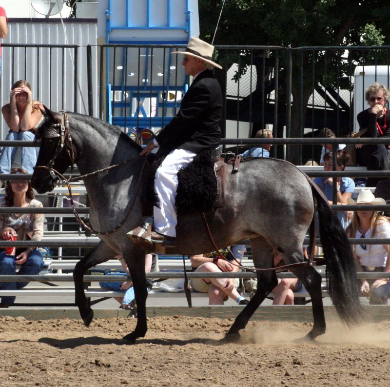 Peruvian Paso3.jpg