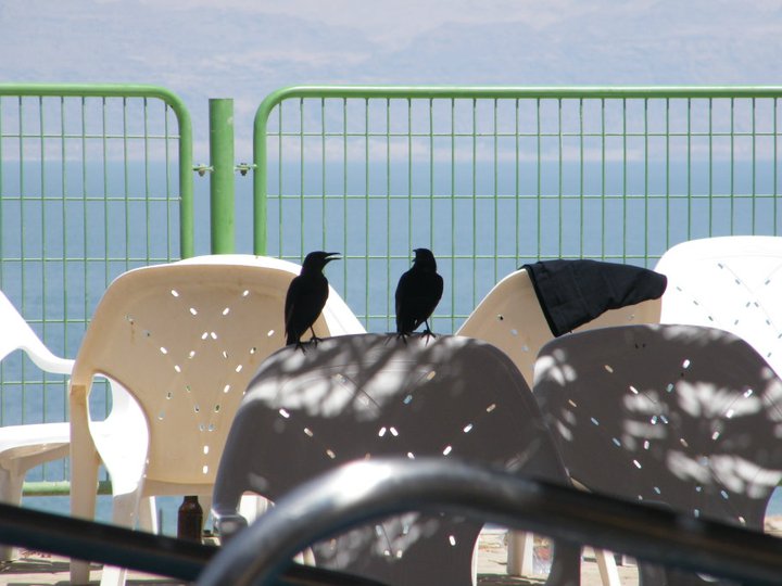 File:PikiWiki Israel 15202 Tristram's Starlings, Dead Sea, Israel.jpg