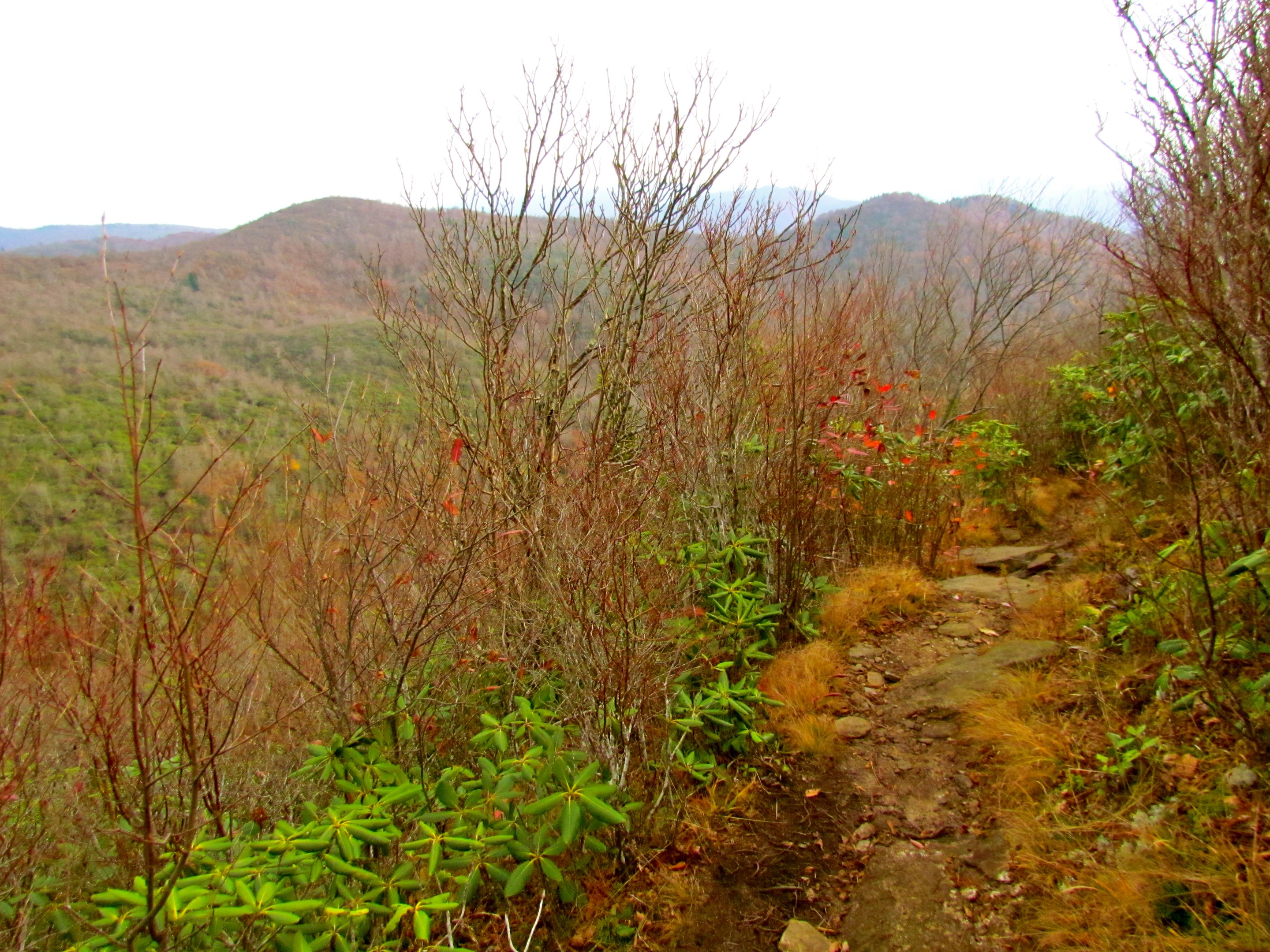 Pisgah National Forest