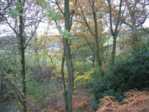 File:Plantation above The College Farm - geograph.org.uk - 278707.jpg