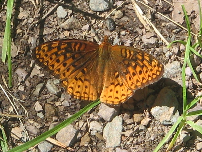 File:Ricketts Glen State Park butterfly.jpg