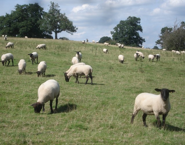 File:Sheep herd at The Weir - geograph.org.uk - 545547.jpg